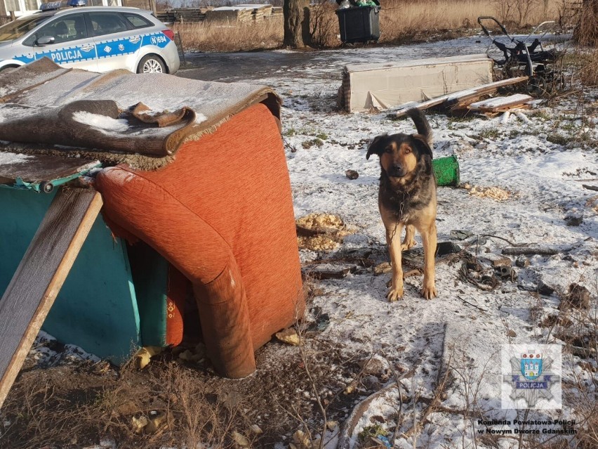 Nowy Dwór Gdański. Policjanci apelują - psy pozostawione na mrozie  zamarzają.
