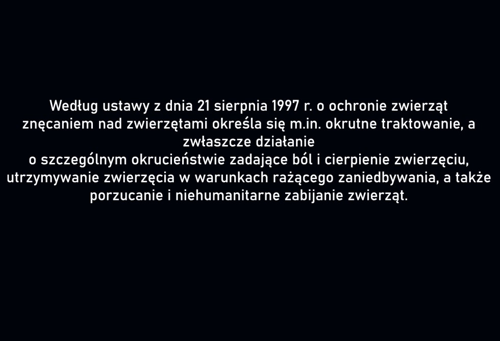 Gmina Stegna. Skrajnie zaniedbany i umierający pies na jednej z posesji – mężczyzna odpowie za znęcanie się nad zwierzęciem. Grozi mu do 5 lat więzienia.