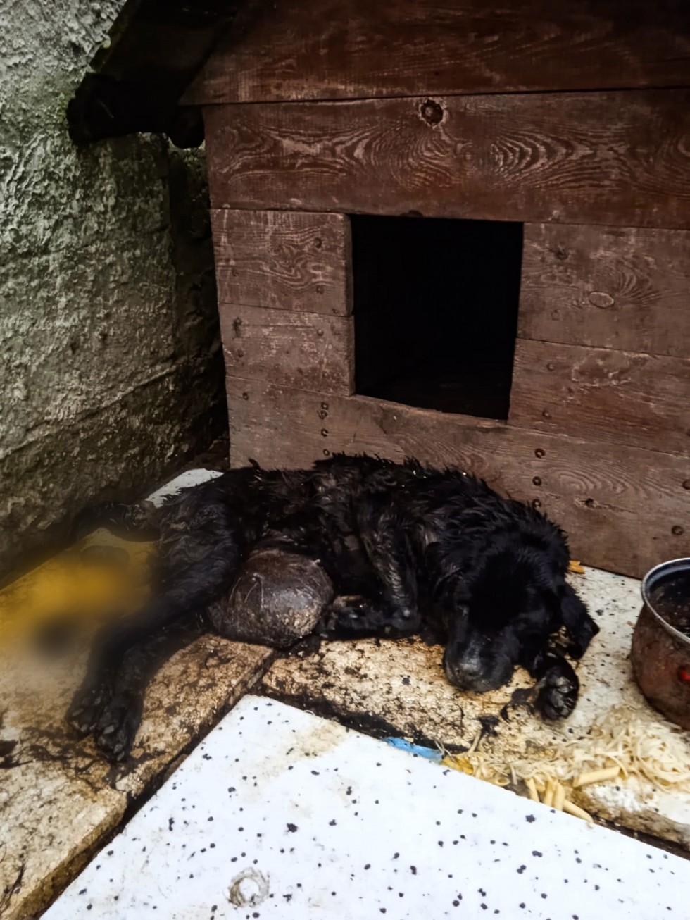 Gmina Stegna. Skrajnie zaniedbany i umierający pies na jednej z posesji – mężczyzna odpowie za znęcanie się nad zwierzęciem. Grozi mu do 5 lat więzienia.