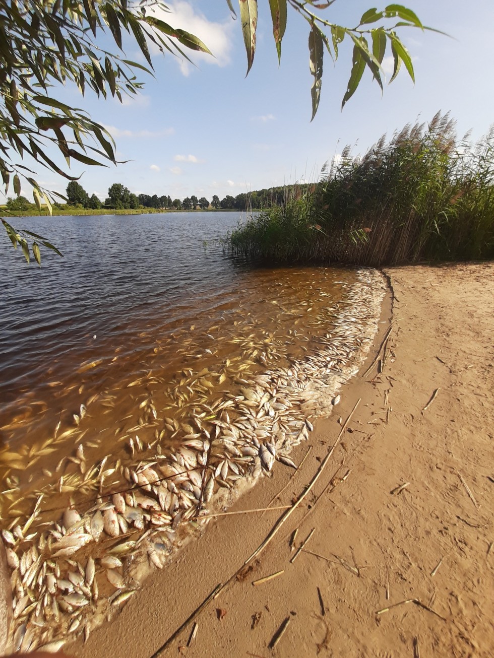 Blisko 400 kg śniętych ryb w jeziorze Dzierzgoń.