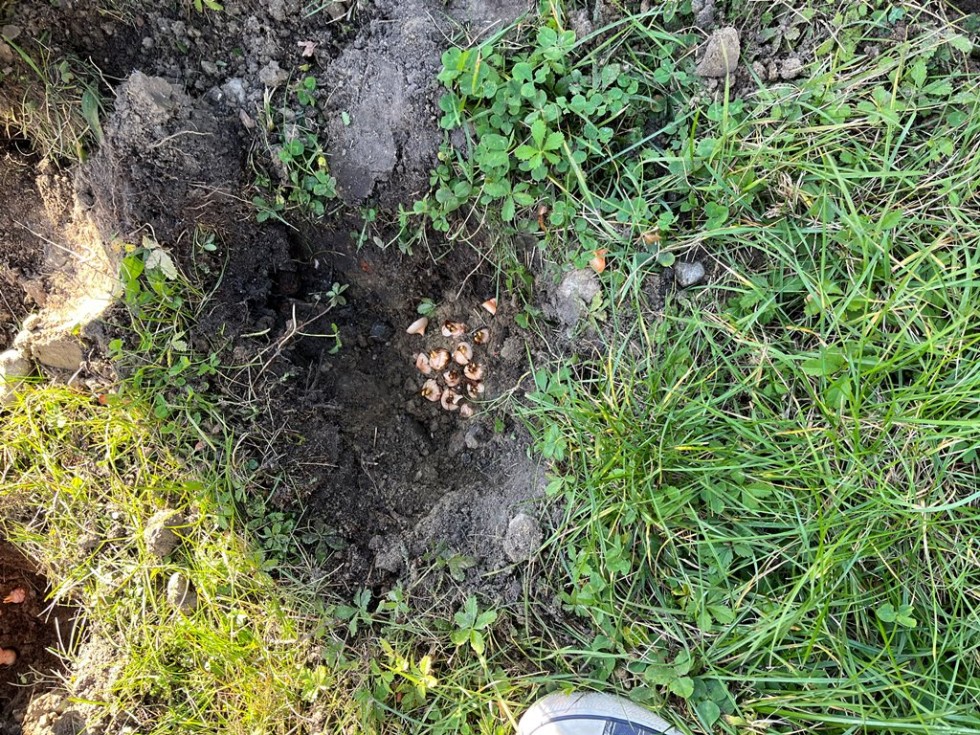 Malbork. Pamięci najmłodszych ofiar Holokaustu - uczniowie Technikum nr 3 posadzili cebulki krokusów.