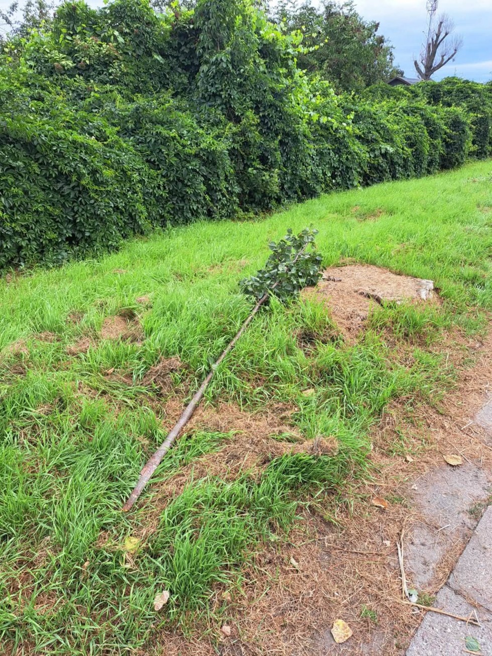 Wandale zniszczyli młode lipy w Malborku. Siedem drzew zostało złamanych